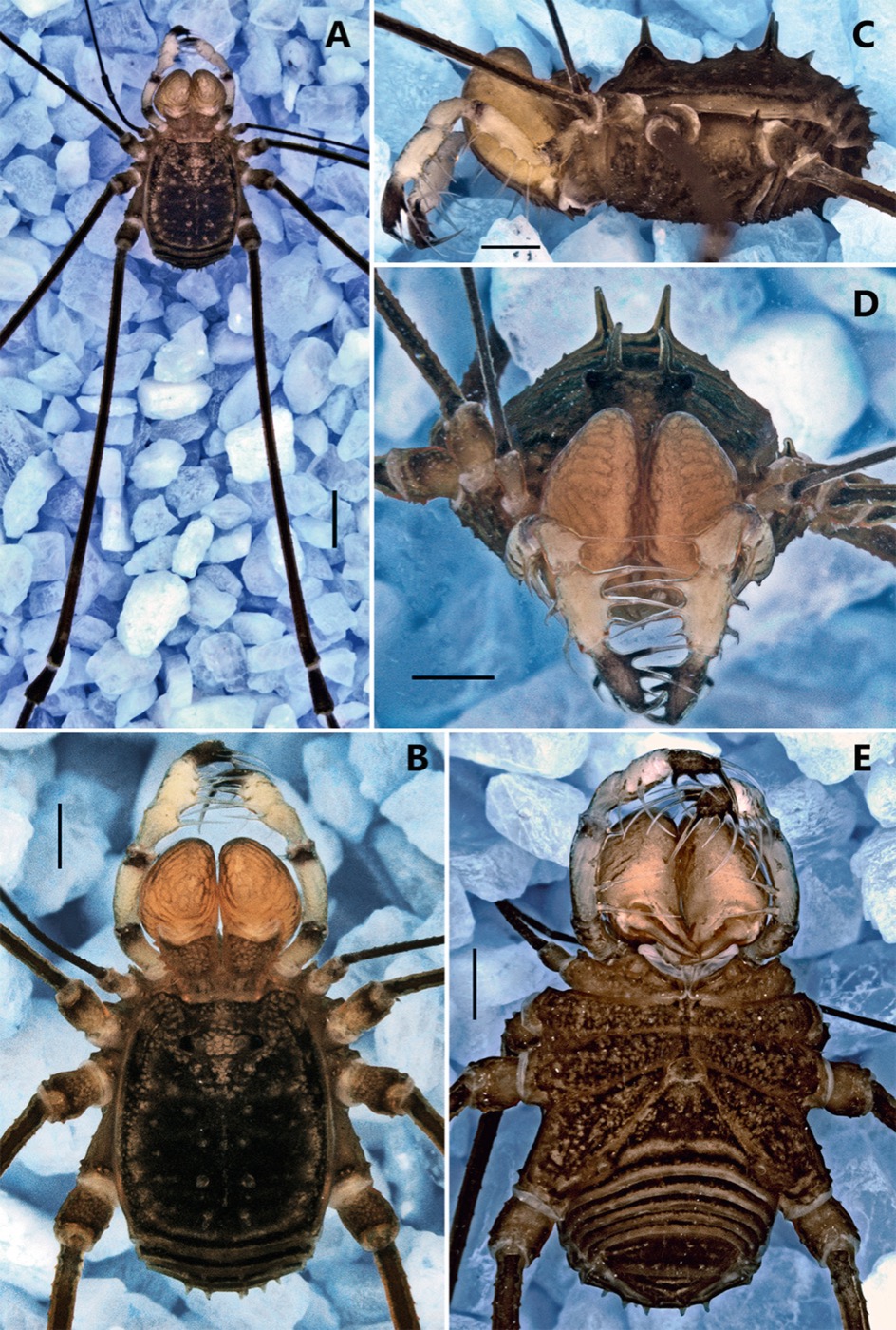 Publication figure for Barinas piragua