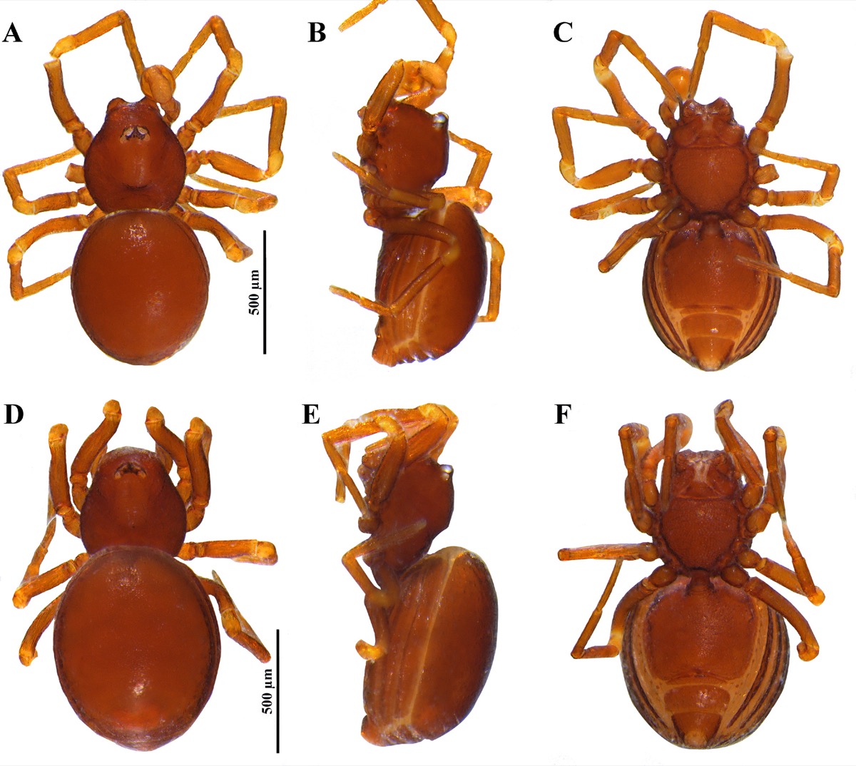 Publication figure for Caraimatta brescoviti