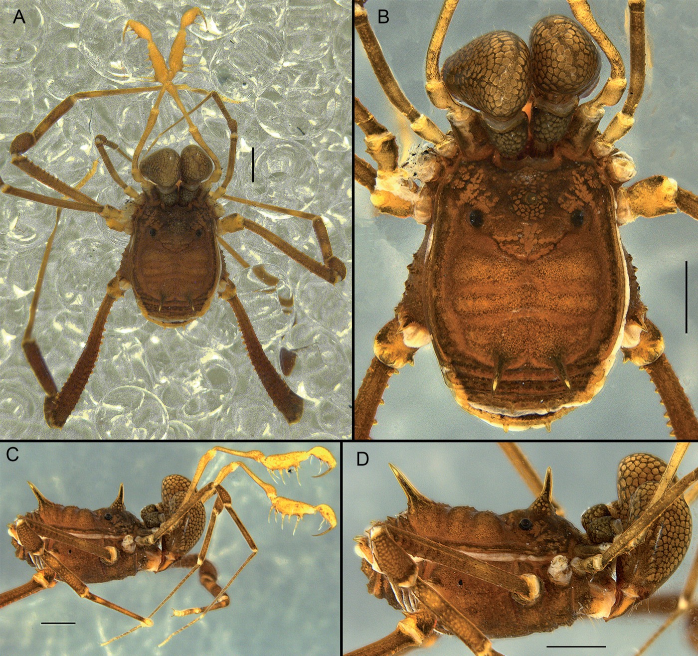 Publication figure for Stygnus apaporis
